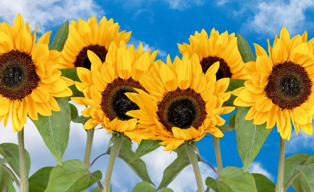 September 2025 Announcements