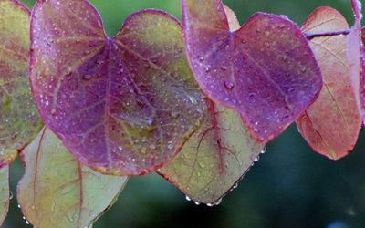 October 2025 Announcements